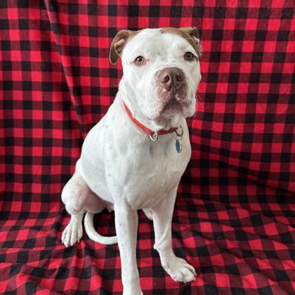 Goodie - Benchwarmer!