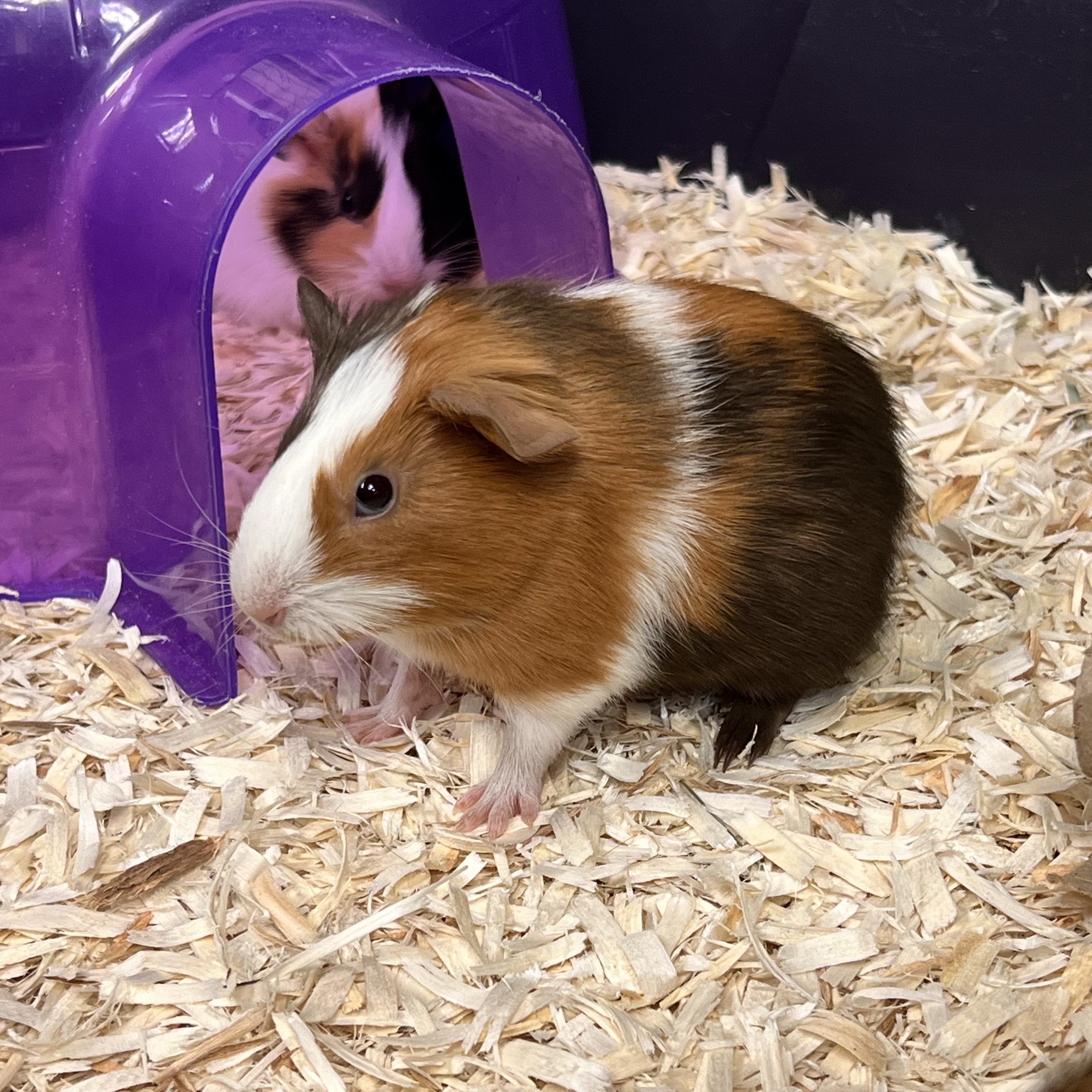 Peanut