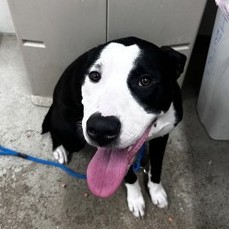 Freddie - Benchwarmer!