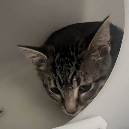 Sour Cream