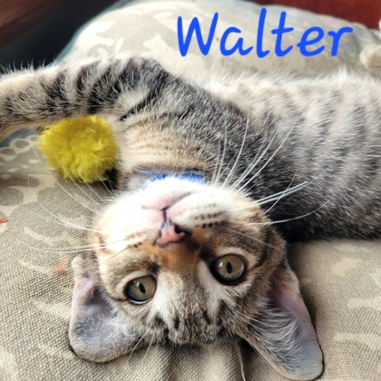Walter