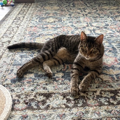 Lulu