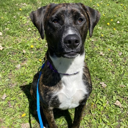 Kesha