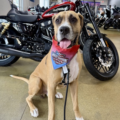 Harley