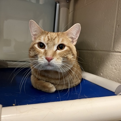 Simba
