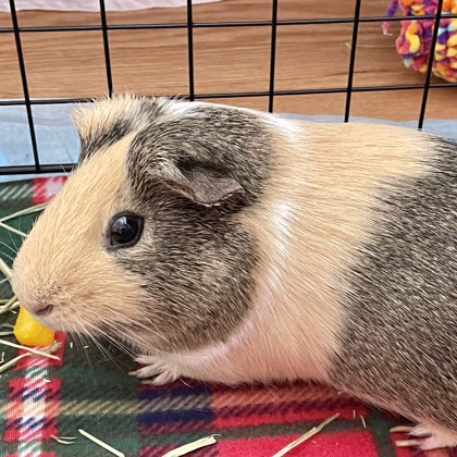 S'mores-Bonded Pair - Video!