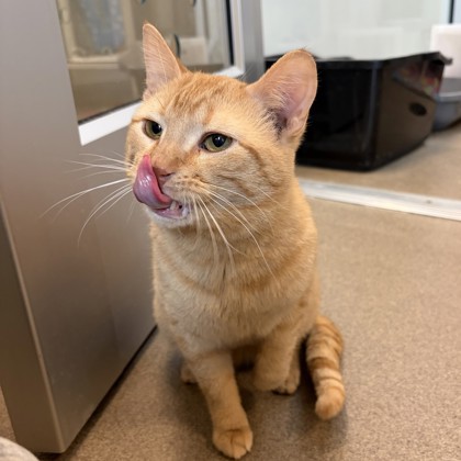 Skittles – Volunteer Pick!