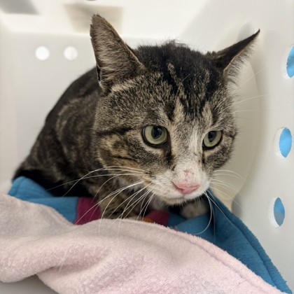 Lord Beef Wellington