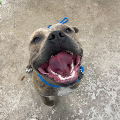 Axel