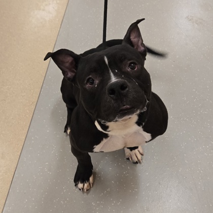 Savage - Benchwarmer!