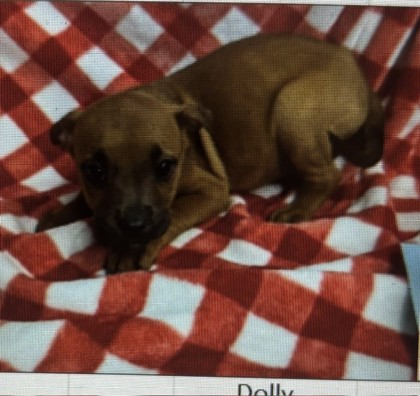 Dolly