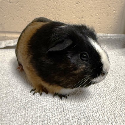 Porky