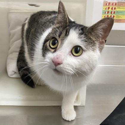 "Poppy" - Adoption Hold!