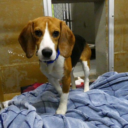 Beagie Smalls