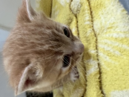 Oliver