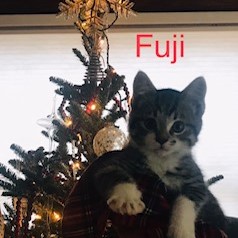 Fuji