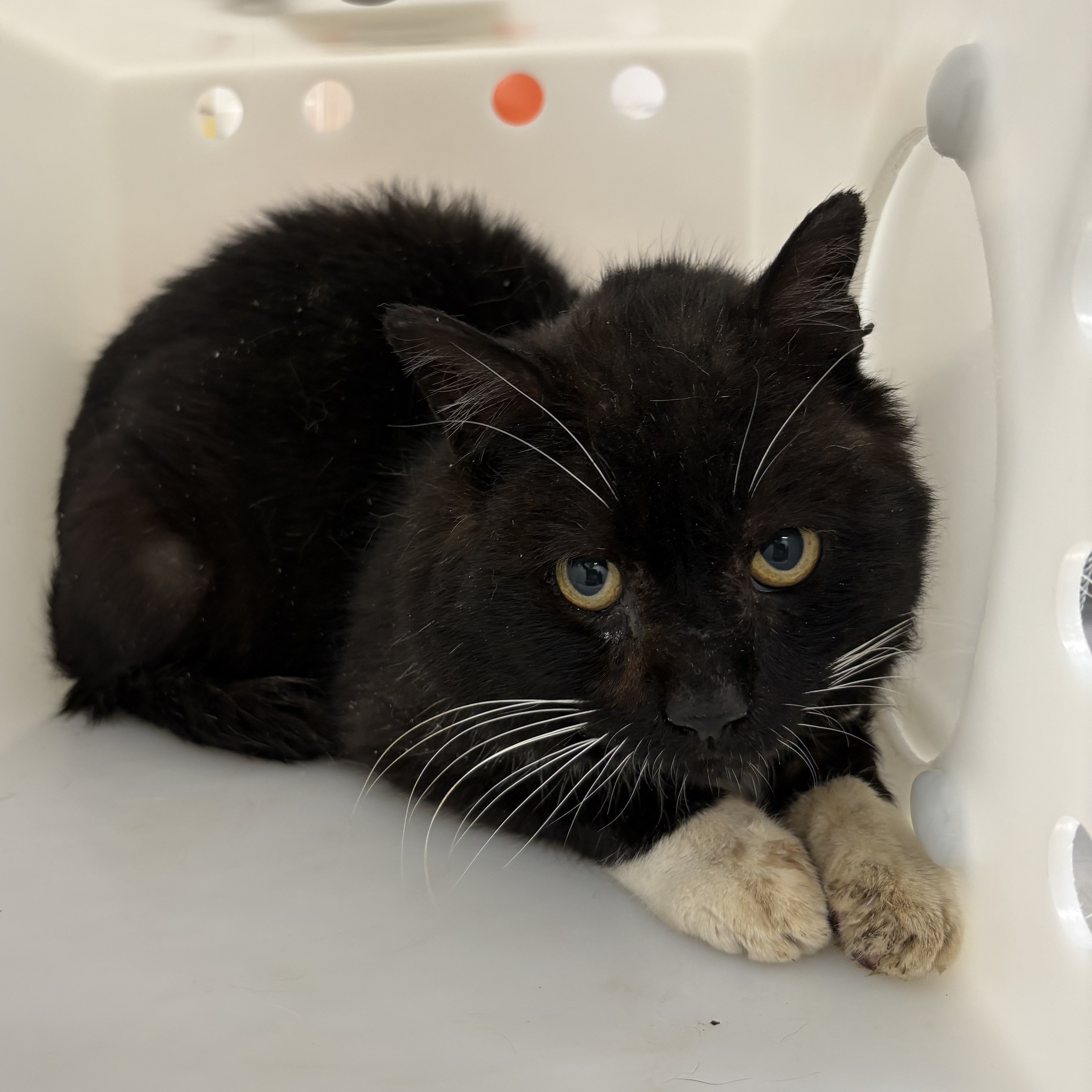 "Gatsby" - Adoption Hold!