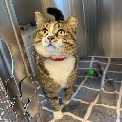 Jolakottur- Petco Lake Geneva!