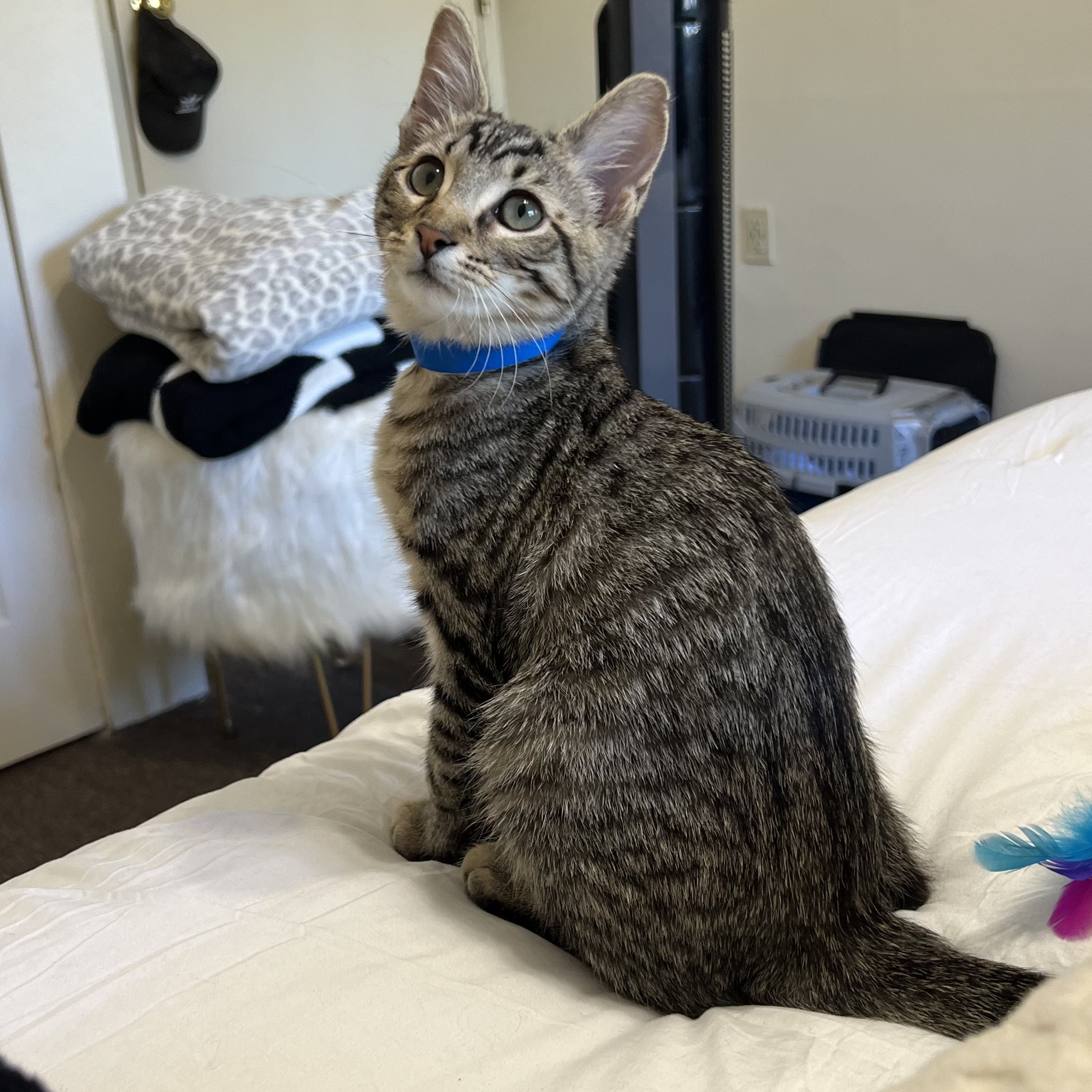 Frupps Wisconsin Humane Society