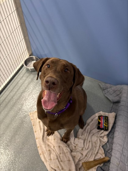 Nala