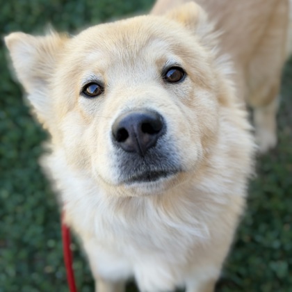 Nala
