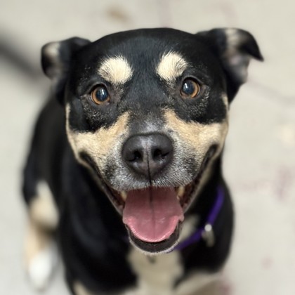 Rocky - Benchwarmer!