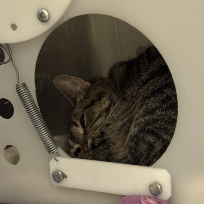 Gatita
