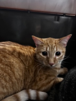 Bowie