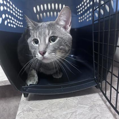 Milo