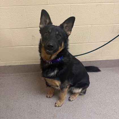 "Clive"-Adoption Hold!