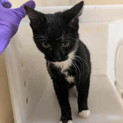"Webby" - Adoption Hold!