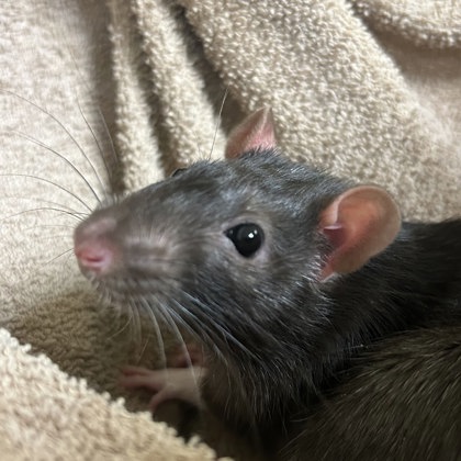 Winston