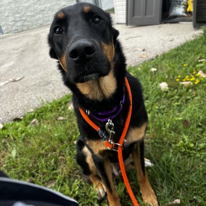 Logan
