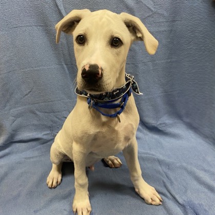 Bowie