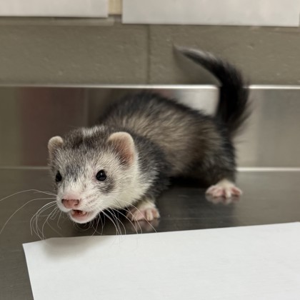 Ferrah - Required Pair!