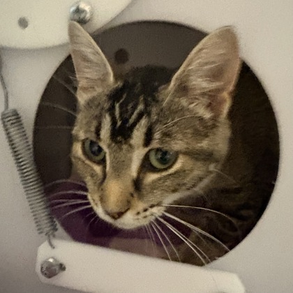 Tabby