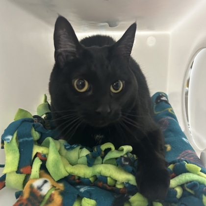 Nova
