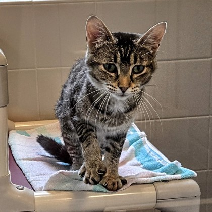 Tabby