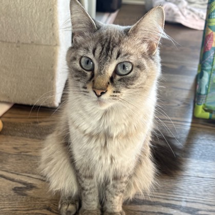 Perla