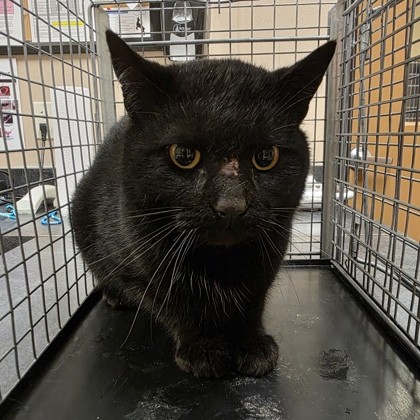 Midnight Flower- Working Cat!