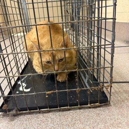“Garfield”