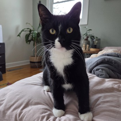 Skelly - Volunteer Pick!