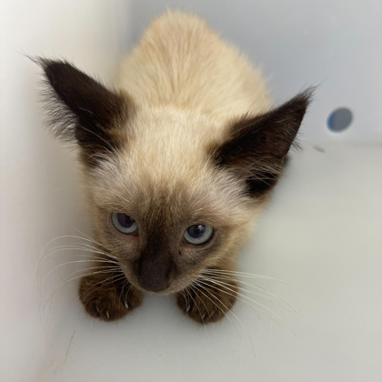 “Little Siamese”