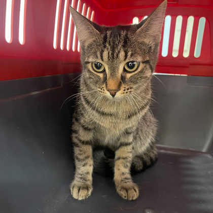 "Tupperware" - Adoption Hold!