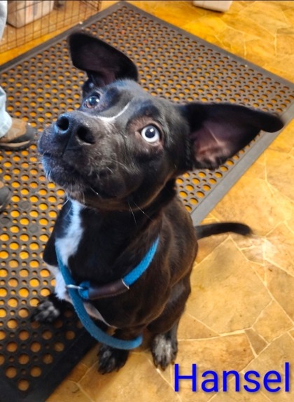 Hansel