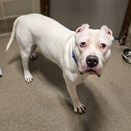 Xena - Video, Staff Pick & Benchwarmer!