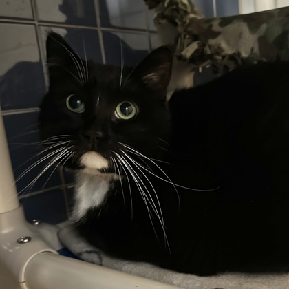 Odin - Required Couple!