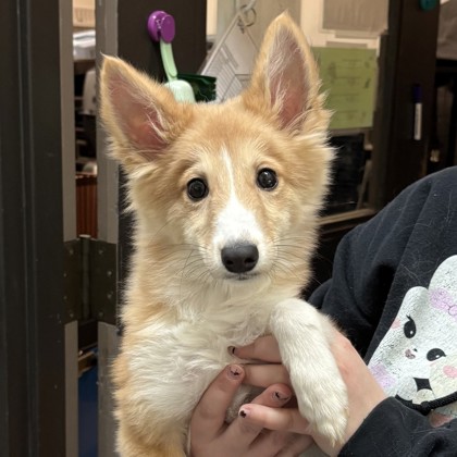 "Little Fox"
