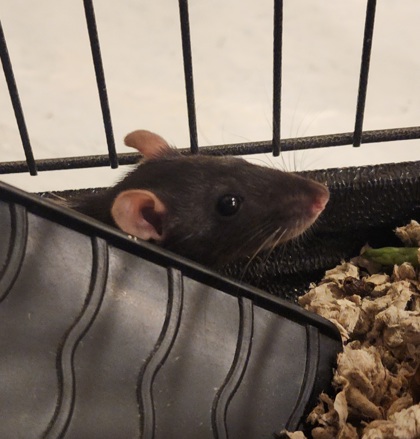 Flannely - Required Pair!