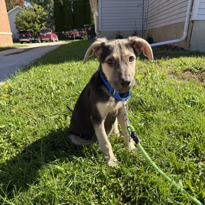 Nash